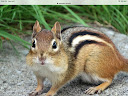 Chipmunk FunTV