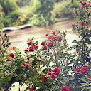 Rose K