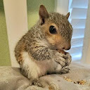 Bubbles The Squirrel