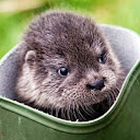 P. Otter