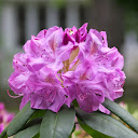 Katherine Fletcher