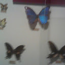 butter fly