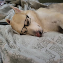 LoveaHusky