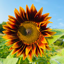 Moons Flower Farm
