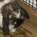 Bella