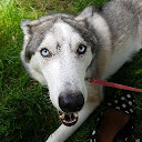 Willow Dean the Husky