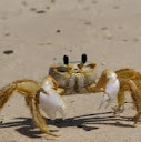 Zye Crab Boi
