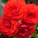 Meenu Jose