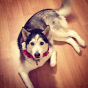 molly husky