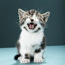 Cindy Silveus (Meow)
