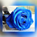 Sharda R