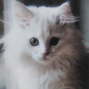 Astraea