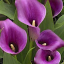 Purple Lily