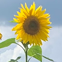 S A