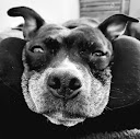 Sara