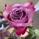 Areej Al.