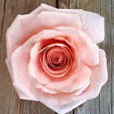 Rose Lazzaro
