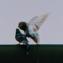 RATATA T