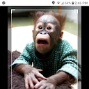 Lil Monkey