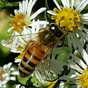 HugA Bee