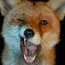 Foxy *