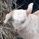 Smokey Mountain Homestead