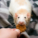 rat bastian (ratbastian)