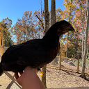cw Farms