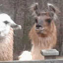 Oh Llama