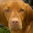 Brookview Vizslas