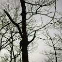 Lisa Robinette