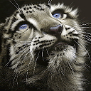 Scorched Cat