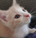 caring for cats in concord
