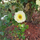 B. JoAnne Saunders
