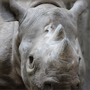 Travelling Rhino