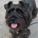Schnauzer Woods