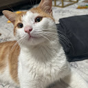 Lola