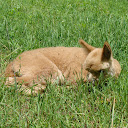 Positively Alpaca Farm, LLC