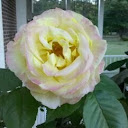 Marilyn Nemeth