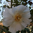 Jerilynn Radcliffe