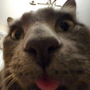 mèo