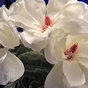 A White