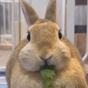 Suki