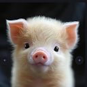 Truffle Pig