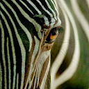 Zebragirl