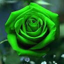Rose Green