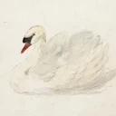 Immaculate Swan