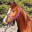 Horse Boy