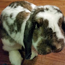 Feed the Fat Rabbit