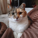 Cat B